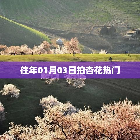 『01月03日拍杏花，熱門春光瞬間』