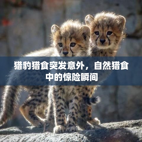 獵豹獵食突發(fā)意外，自然獵食中的驚險瞬間