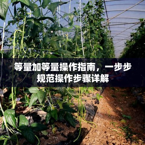等量加等量操作指南，一步步規(guī)范操作步驟詳解