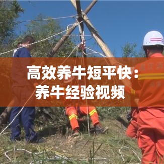 高效養(yǎng)牛短平快：養(yǎng)牛經驗視頻 