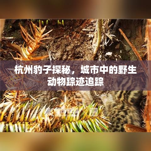杭州豹子探秘，城市中的野生動物蹤跡追蹤