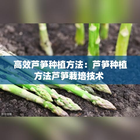 高效蘆筍種植方法：蘆筍種植方法蘆筍栽培技術(shù) 