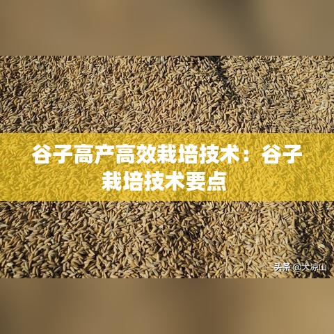 谷子高產(chǎn)高效栽培技術(shù)：谷子栽培技術(shù)要點(diǎn) 