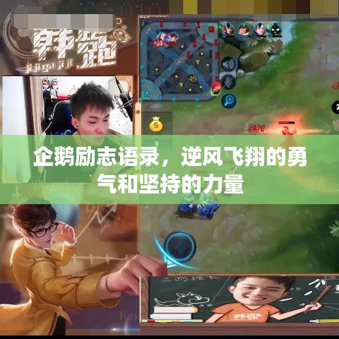 企鵝勵志語錄，逆風(fēng)飛翔的勇氣和堅(jiān)持的力量