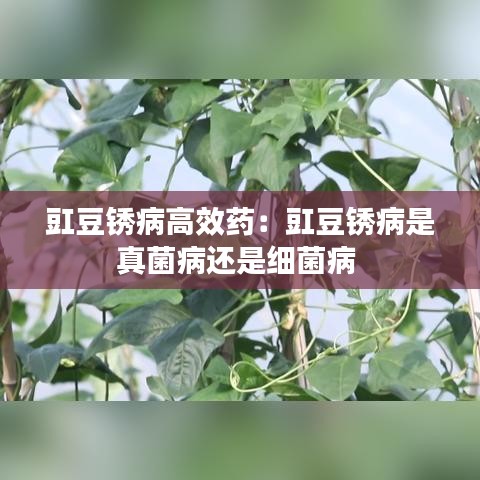 豇豆銹病高效藥：豇豆銹病是真菌病還是細(xì)菌病 