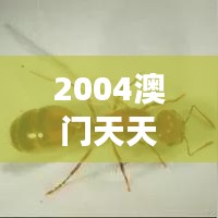2004澳門天天開好彩大全｜專業(yè)解析說明