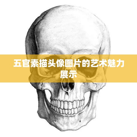 五官素描頭像圖片的藝術(shù)魅力展示