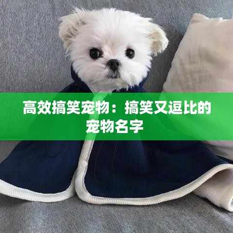 高效搞笑寵物：搞笑又逗比的寵物名字 