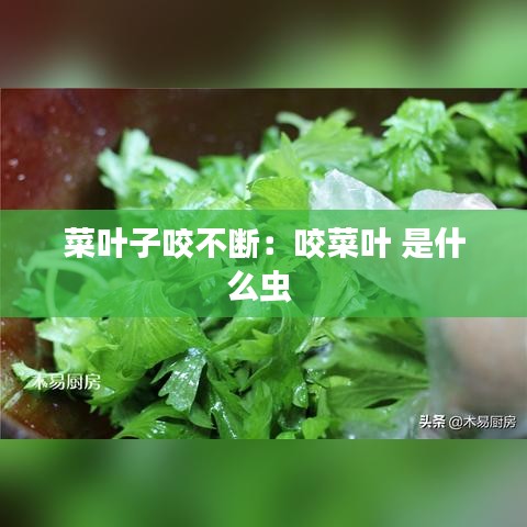 菜葉子咬不斷：咬菜葉 是什么蟲 