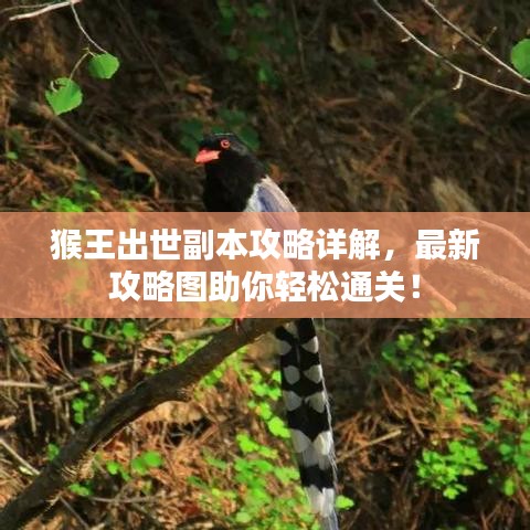 猴王出世副本攻略詳解，最新攻略圖助你輕松通關(guān)！