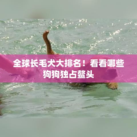 全球長毛犬大排名！看看哪些狗狗獨占鰲頭