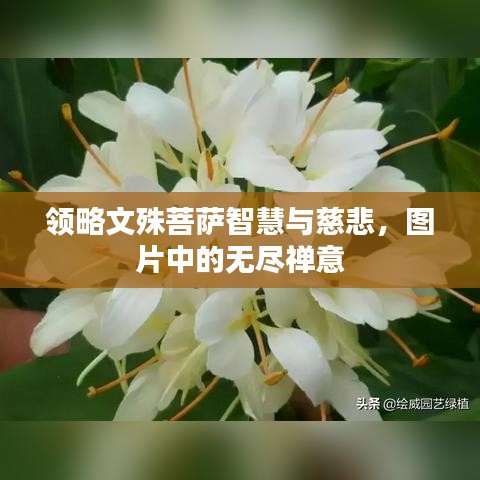 領(lǐng)略文殊菩薩智慧與慈悲，圖片中的無盡禪意