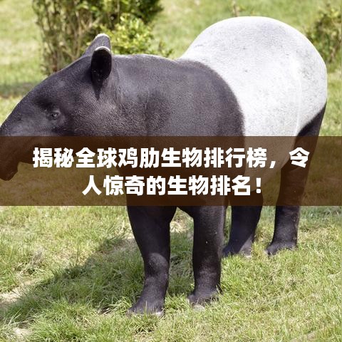 揭秘全球雞肋生物排行榜，令人驚奇的生物排名！