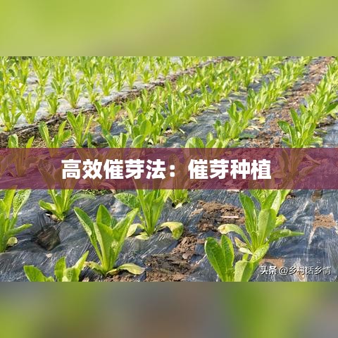 狗尾續(xù)貂 第3頁