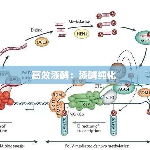 高效漆酶：漆酶純化 