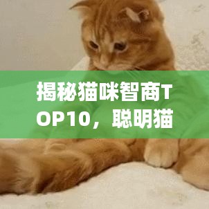 揭秘貓咪智商TOP10，聰明貓咪的精彩瞬間不容錯(cuò)過！