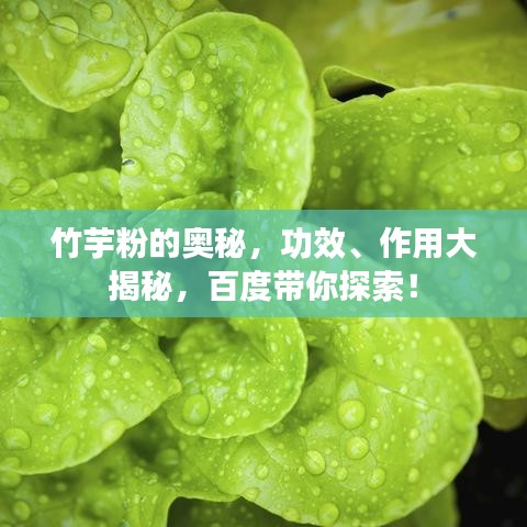 竹芋粉的奧秘，功效、作用大揭秘，百度帶你探索！