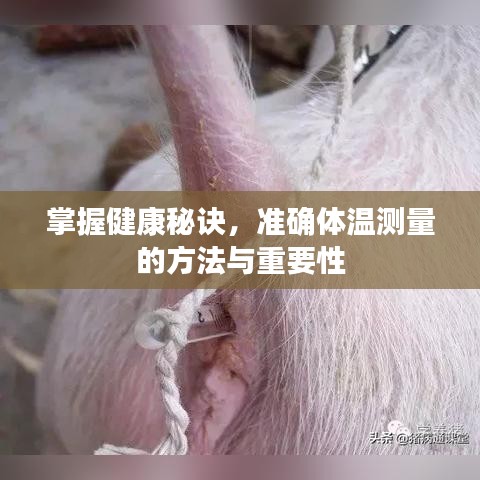 掌握健康秘訣，準確體溫測量的方法與重要性