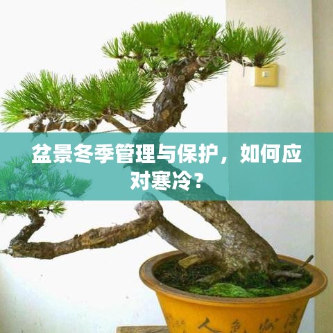 盆景冬季管理與保護(hù)，如何應(yīng)對寒冷？