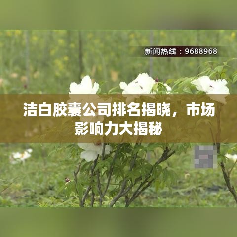 潔白膠囊公司排名揭曉，市場(chǎng)影響力大揭秘