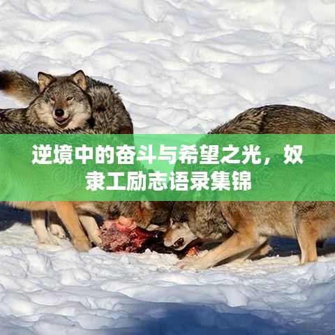 逆境中的奮斗與希望之光，奴隸工勵志語錄集錦