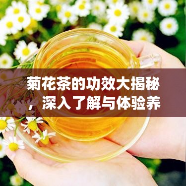 菊花茶的功效大揭秘，深入了解與體驗養(yǎng)生之道