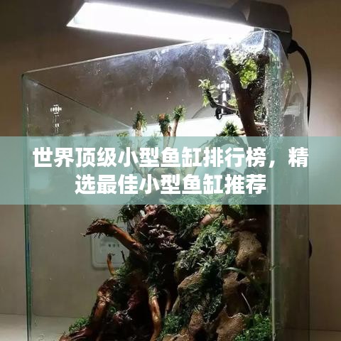 世界頂級小型魚缸排行榜，精選最佳小型魚缸推薦