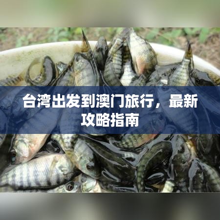 臺(tái)灣出發(fā)到澳門旅行，最新攻略指南