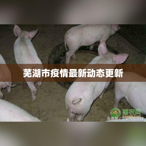 蕪湖市疫情最新動態(tài)更新