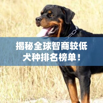 揭秘全球智商較低犬種排名榜單！