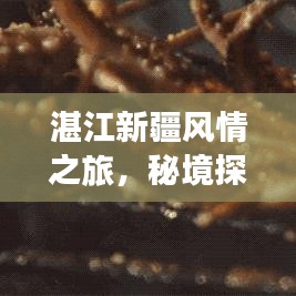 湛江新疆風(fēng)情之旅，秘境探索與美食打卡攻略
