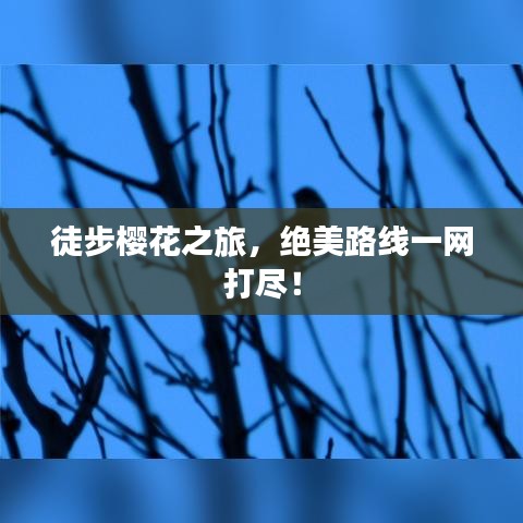 徒步櫻花之旅，絕美路線一網(wǎng)打盡！