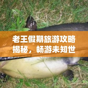 老王假期旅游攻略揭秘，暢游未知世界的精彩之旅