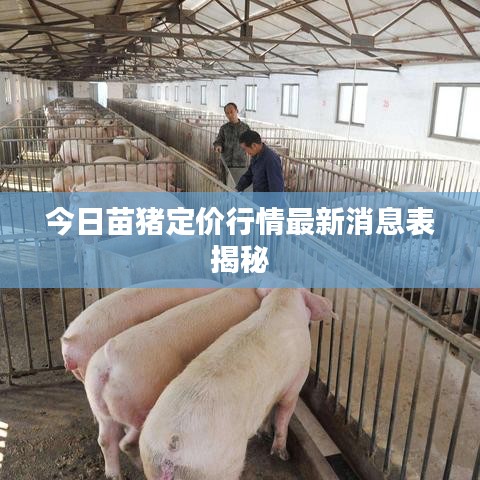 今日苗豬定價(jià)行情最新消息表揭秘