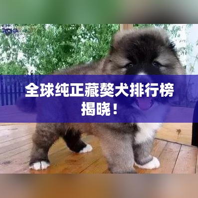 全球純正藏獒犬排行榜揭曉！