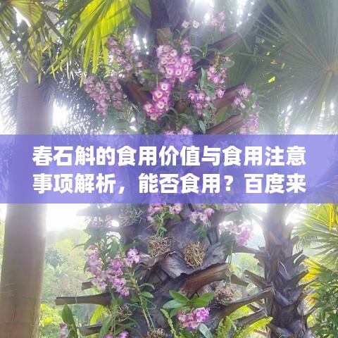 春石斛的食用價(jià)值與食用注意事項(xiàng)解析，能否食用？百度來揭秘！