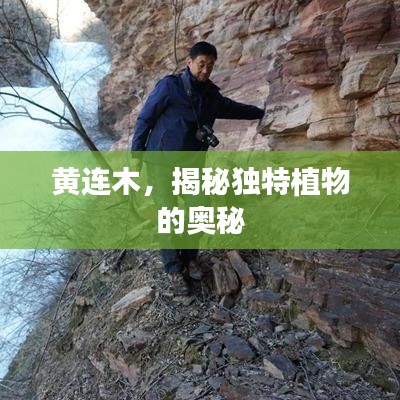 黃連木，揭秘獨(dú)特植物的奧秘