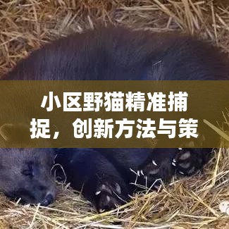 小區(qū)野貓精準(zhǔn)捕捉，創(chuàng)新方法與策略分享