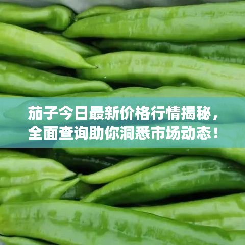 茄子今日最新價格行情揭秘，全面查詢助你洞悉市場動態(tài)！
