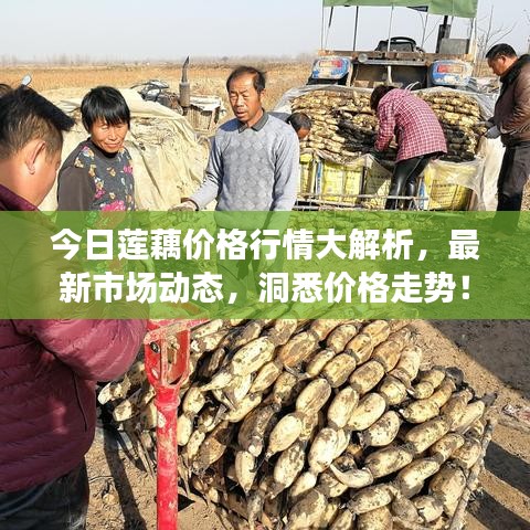 今日蓮藕價格行情大解析，最新市場動態(tài)，洞悉價格走勢！
