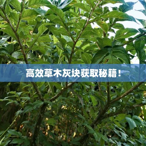 高效草木灰塊獲取秘籍！