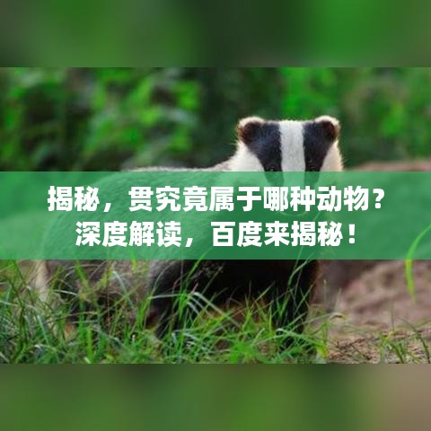 揭秘，貫究竟屬于哪種動物？深度解讀，百度來揭秘！