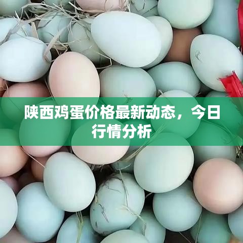陜西雞蛋價格最新動態(tài)，今日行情分析