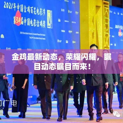 金雞最新動(dòng)態(tài)，榮耀閃耀，矚目動(dòng)態(tài)矚目而來！