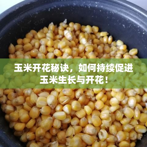 玉米開花秘訣，如何持續(xù)促進玉米生長與開花！