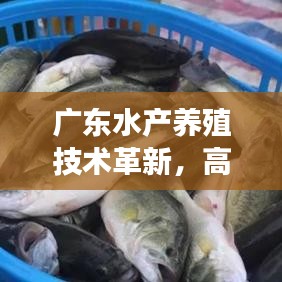廣東水產(chǎn)養(yǎng)殖技術革新，高效與可持續(xù)的雙重典范之路