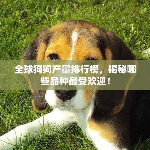 全球狗狗產(chǎn)量排行榜，揭秘哪些品種最受歡迎！