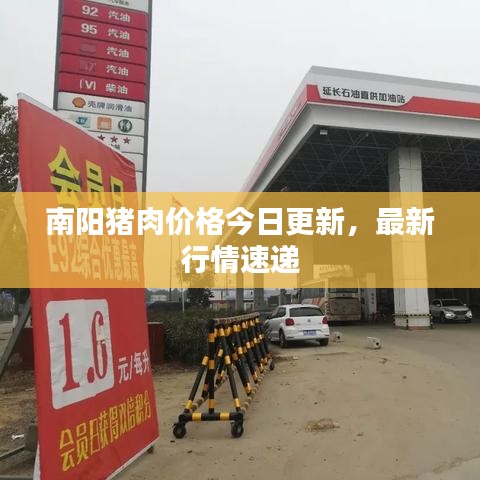 南陽豬肉價格今日更新，最新行情速遞