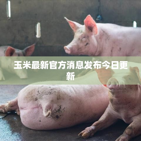 玉米最新官方消息發(fā)布今日更新