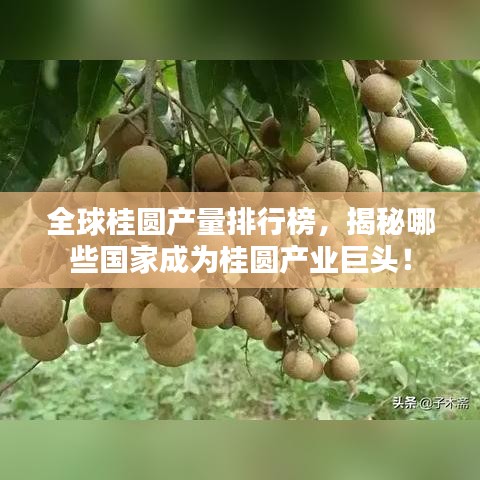全球桂圓產(chǎn)量排行榜，揭秘哪些國(guó)家成為桂圓產(chǎn)業(yè)巨頭！